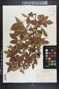 Rubus argutus image