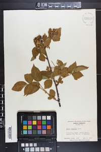 Rubus argutus image