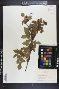 Rubus argutus image