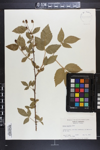 Rubus argutus image