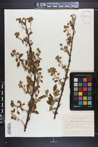 Rubus argutus image