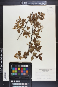 Rubus argutus image