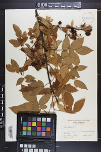 Rubus argutus image