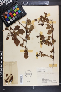 Rubus argutus image