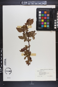 Rubus argutus image