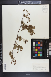 Rubus argutus image