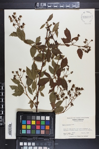 Rubus argutus image