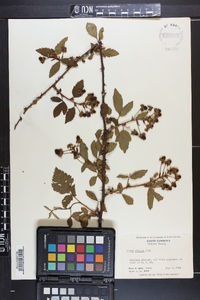 Rubus argutus image