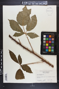 Rubus argutus image