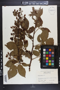 Rubus argutus image