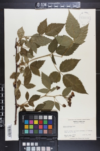 Rubus argutus image