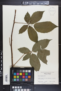 Rubus argutus image