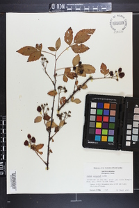 Rubus argutus image