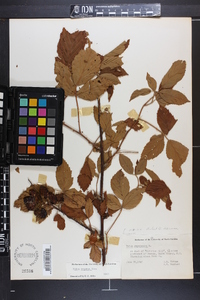 Rubus argutus image