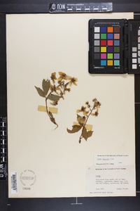 Rubus argutus image