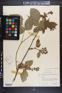 Rubus argutus image