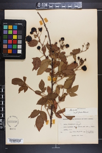 Rubus argutus image