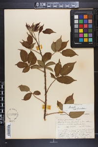 Rubus argutus image