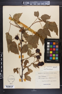 Rubus argutus image