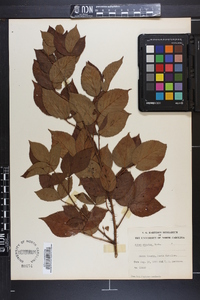 Rubus argutus image