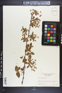 Rubus argutus image