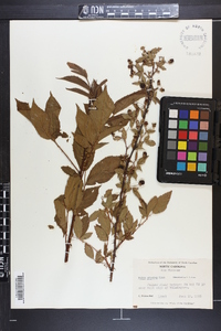 Rubus argutus image