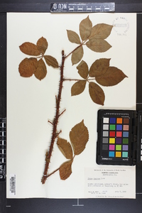 Rubus argutus image