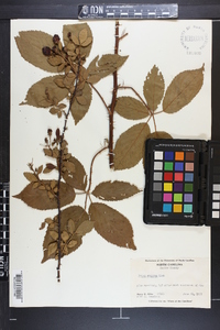 Rubus argutus image