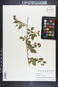 Rubus argutus image