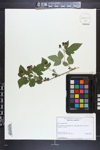 Rubus argutus image