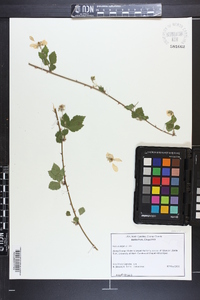 Rubus argutus image