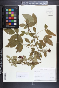 Rubus argutus image