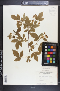 Rubus argutus image