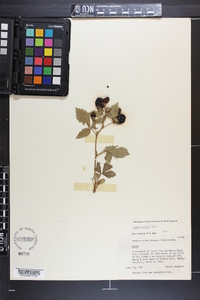 Rubus argutus image