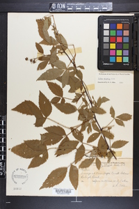 Rubus argutus image