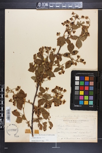 Rubus argutus image