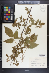 Rubus argutus image