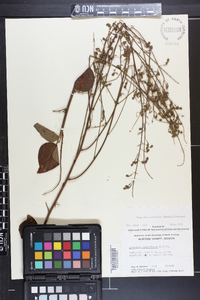 Desmodium nuttallii image