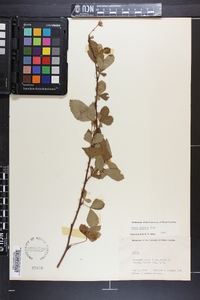 Rubus argutus image