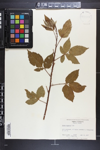 Rubus argutus image