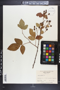 Rubus argutus image