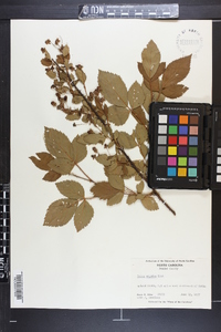 Rubus argutus image