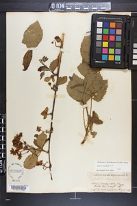 Rubus argutus image