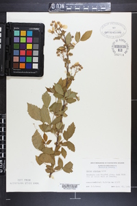 Rubus argutus image