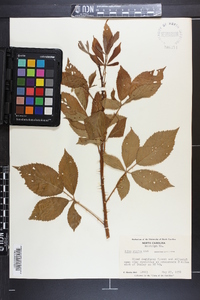 Rubus argutus image