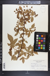 Rubus argutus image