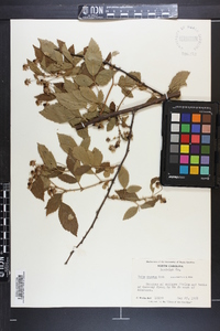 Rubus argutus image