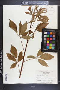 Rubus argutus image