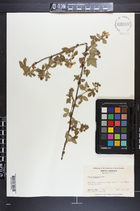 Rubus argutus image