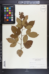 Rubus argutus image